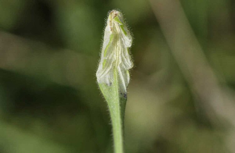 underside of leaf