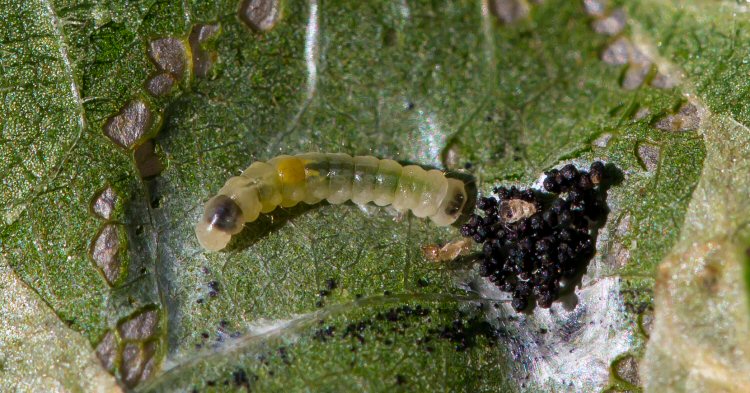 larva
