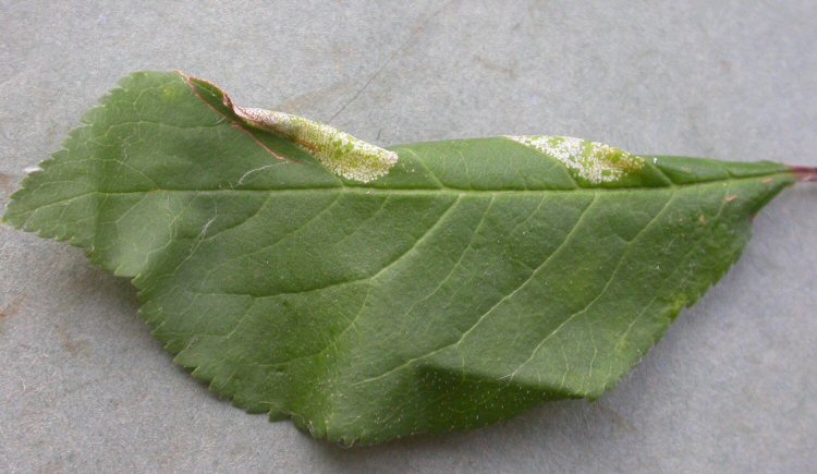 the mine causes the leaf to fold over