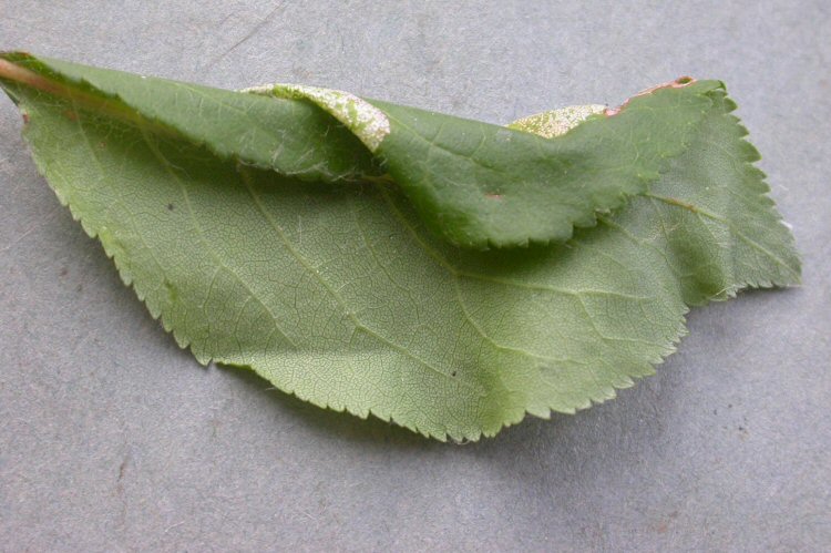 te underside of the leaf with the mine causing the leaf to fold over