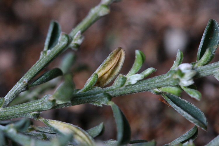mines the upper leaf surface
