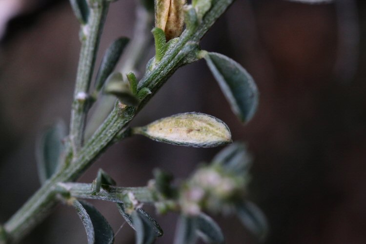 mines upper leaf surface