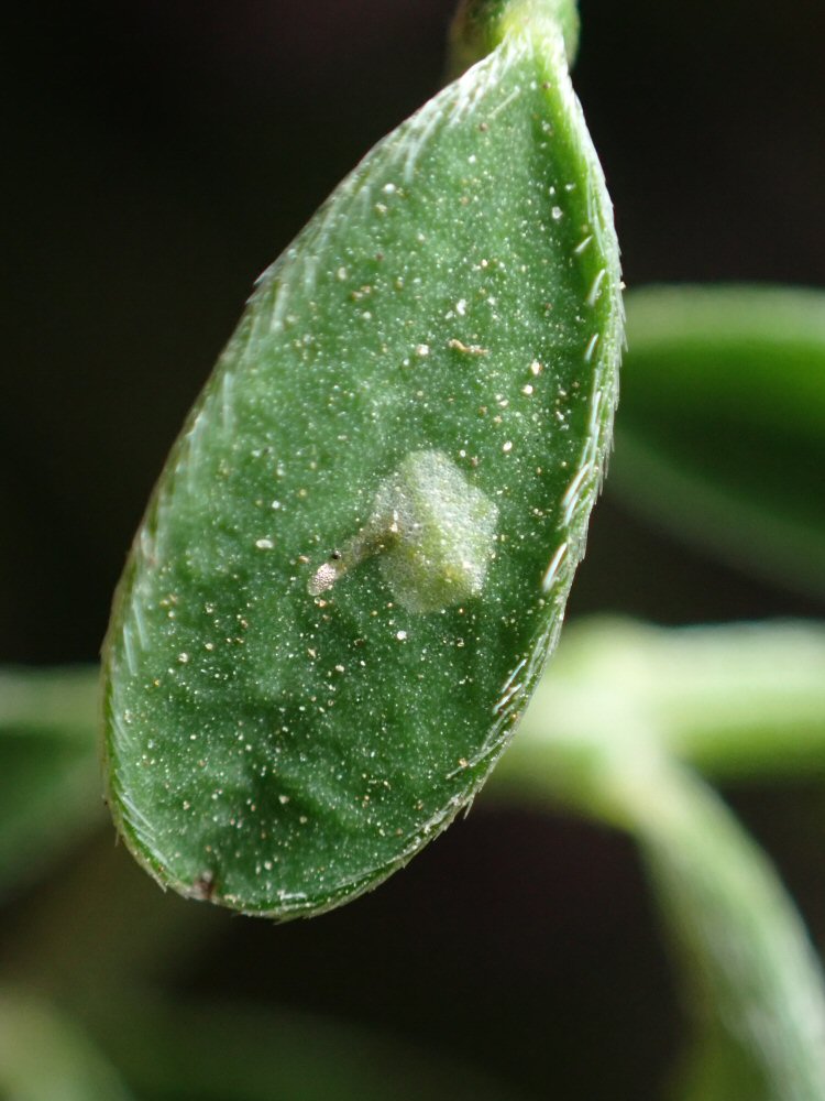 early mine, with larva