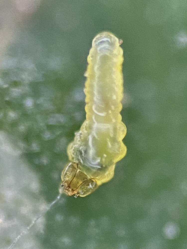 larva from early mine