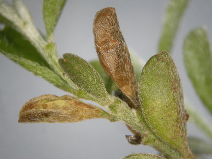 the leaf folds up into a pod