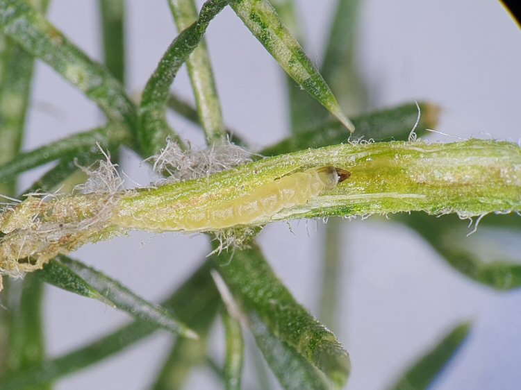 larva in mine