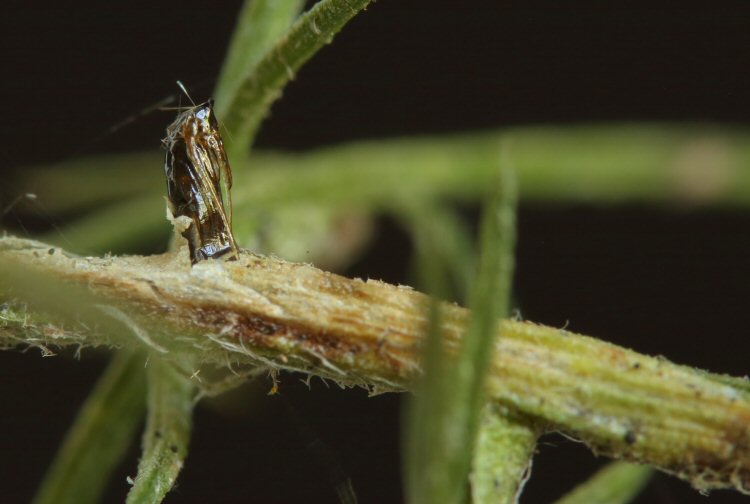 exuviae