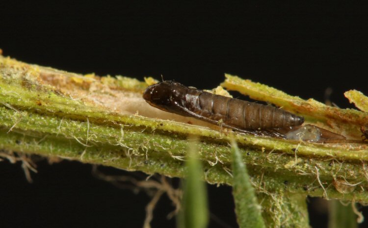 pupa