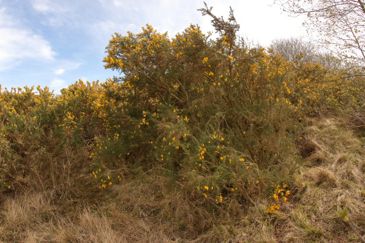 habitat