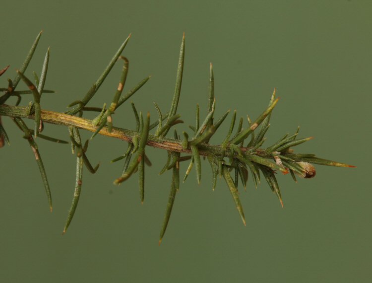 stem discolours