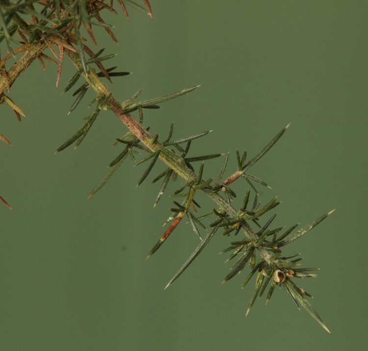 stem discolours