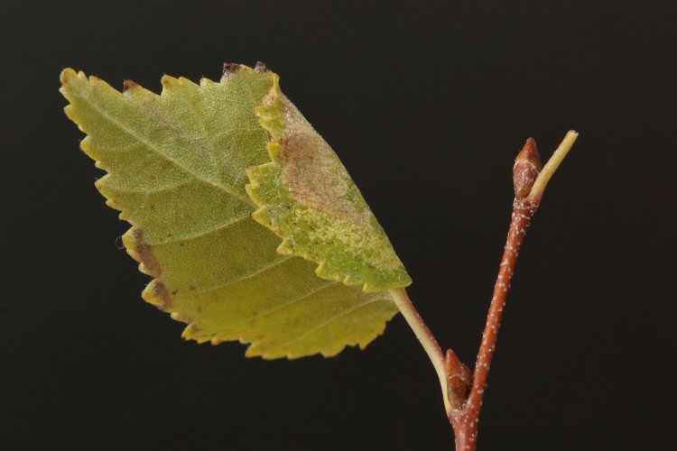 Mines on young suckering growth of a birch growing on chalk downland. ID confirmed by examination of the cremaster.