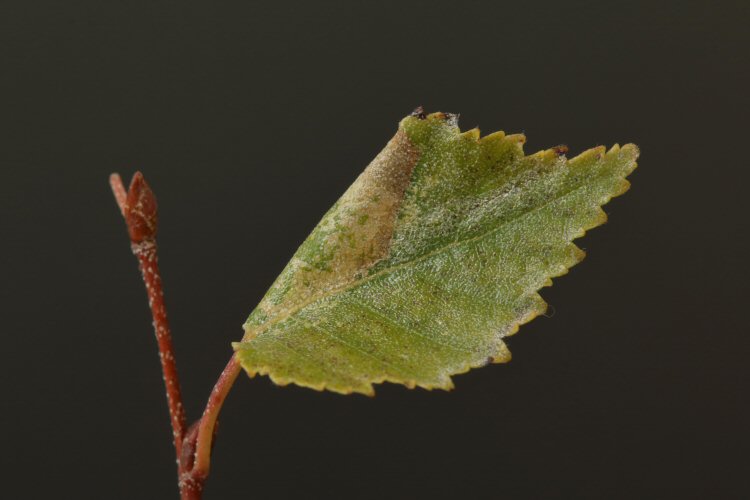 Mines on young suckering growth of a birch growing on chalk downland. ID confirmed by examination of the cremaster.