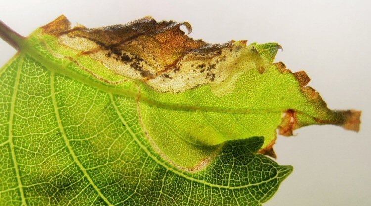 larva in mine