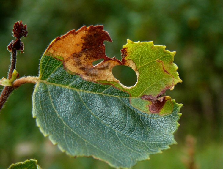 larva makes a cutout in the leaf
