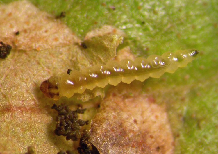 larva