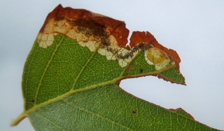 larva in mine