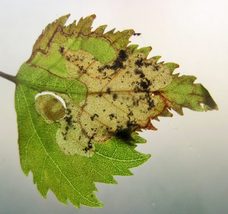larva in cut out