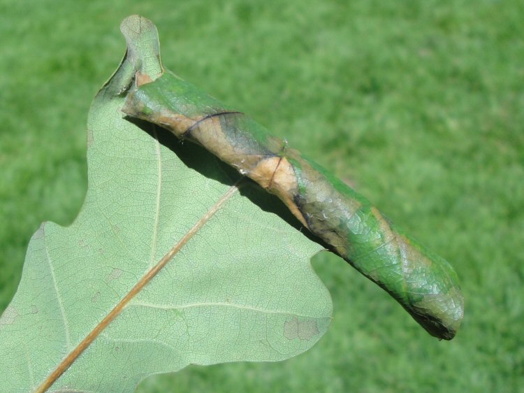 makes a cone at the leaf tip.