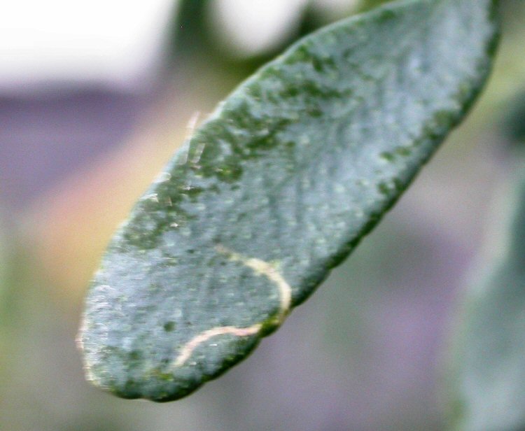 first instar mines