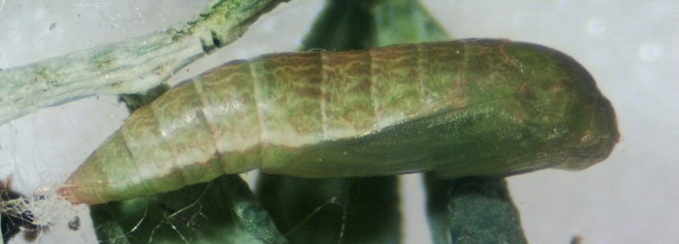 pupa
