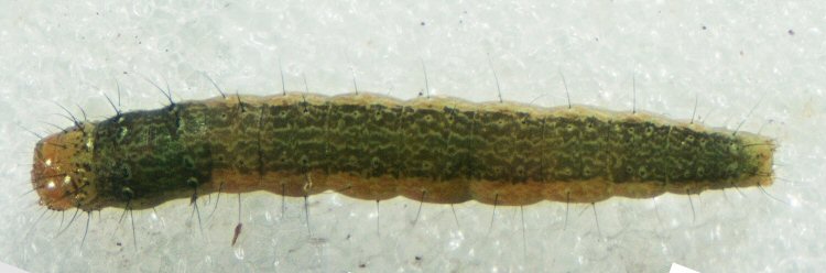 larva dorsal view