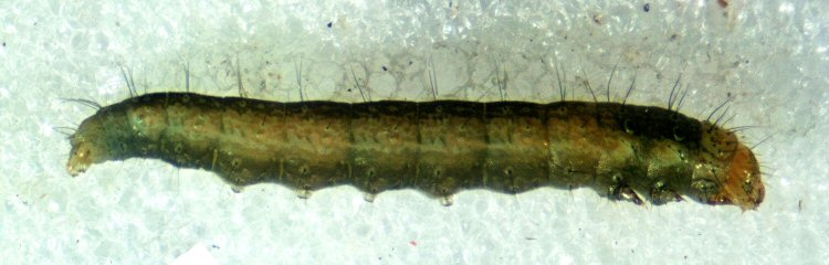 larva lateral view