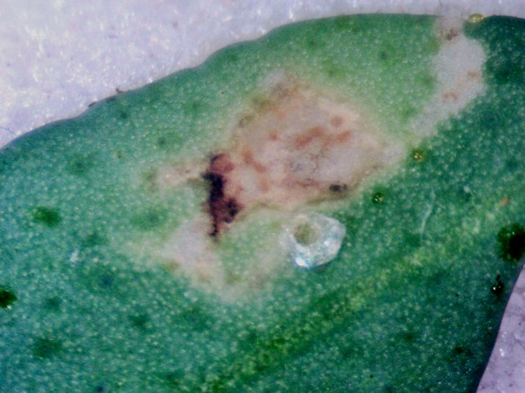 egg