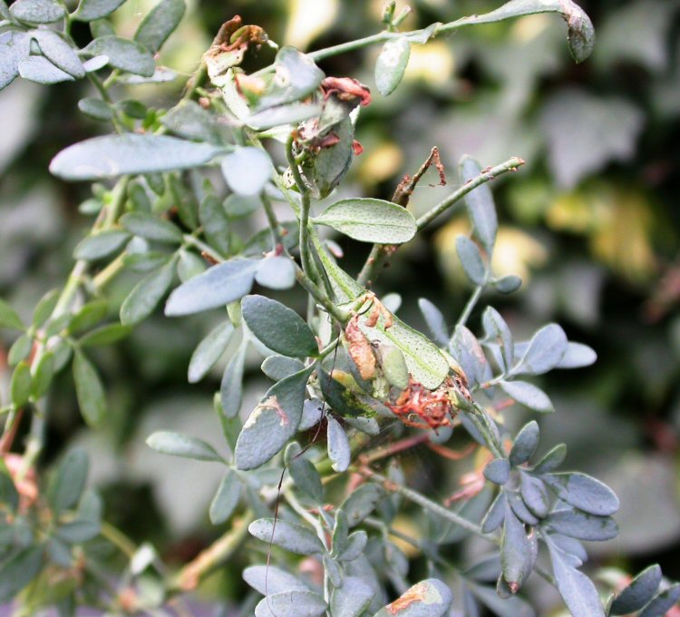 affected plant
