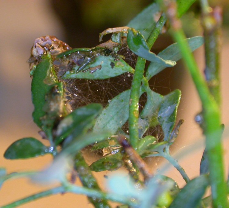 spinnings for pupation.