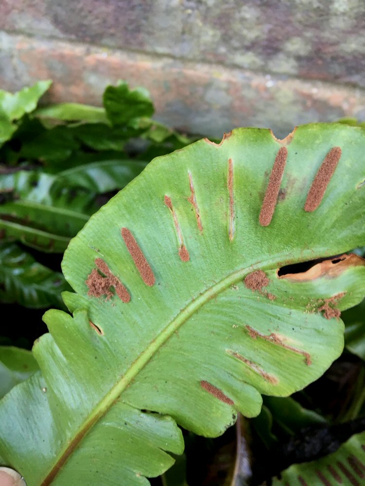 feed in mass of sporangia