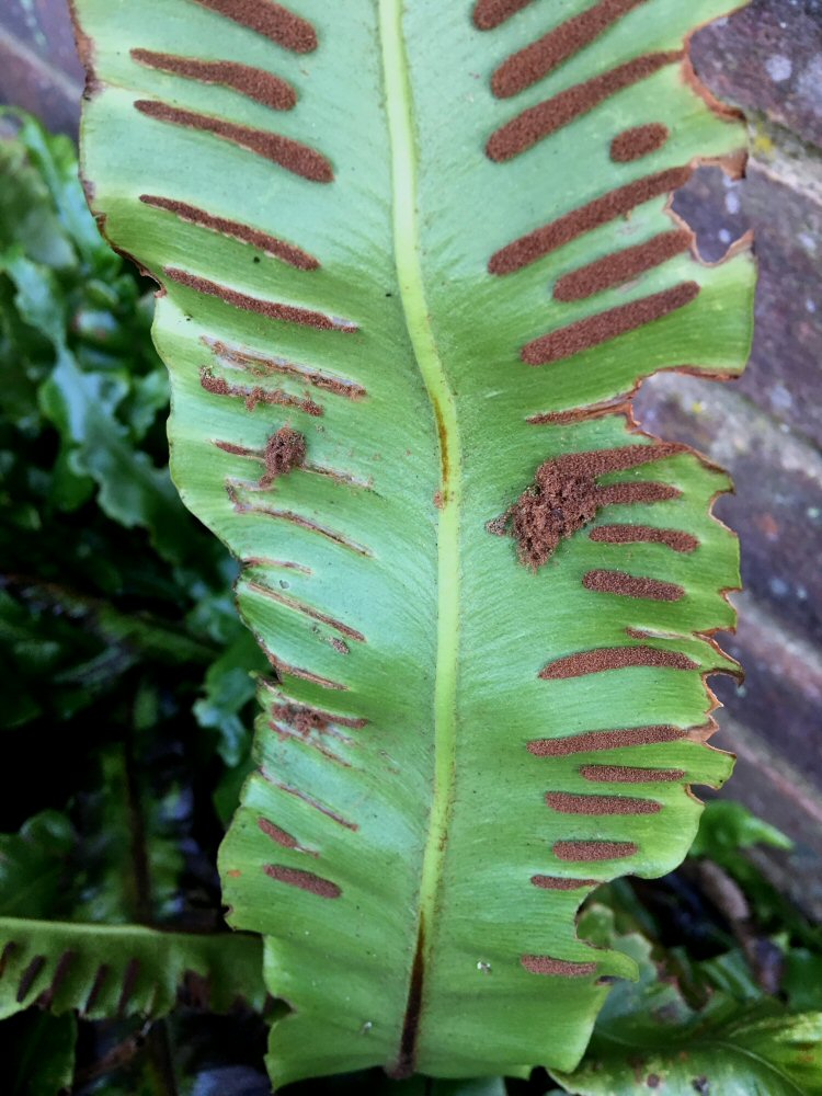 feeds in mass of sporangia