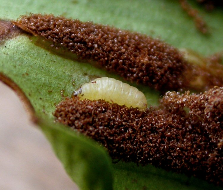 larva