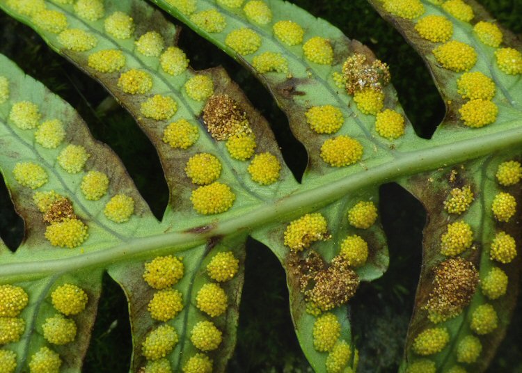 feeding in the sporangia