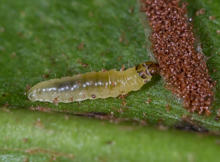 larva