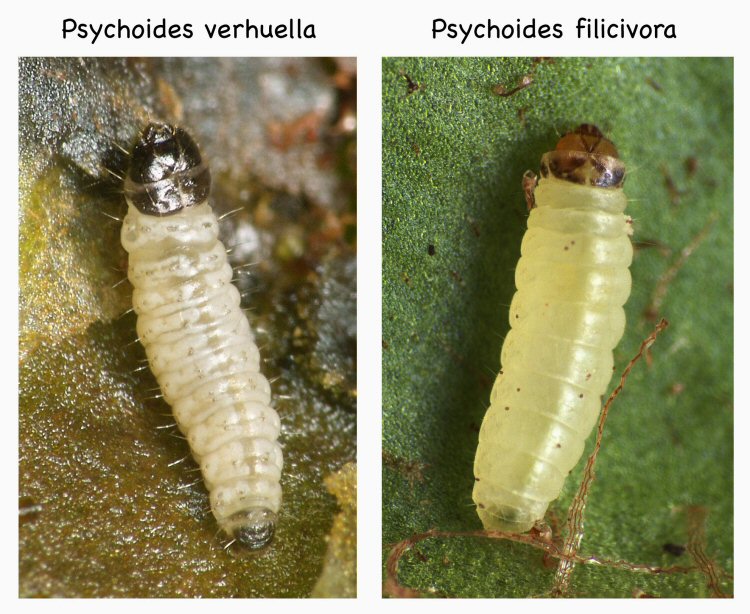 comparing P.verhuella and filicivora larvae