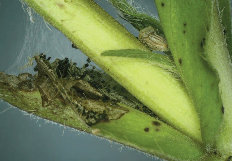 Extruded frass from the larva of Rhopobota stagnana