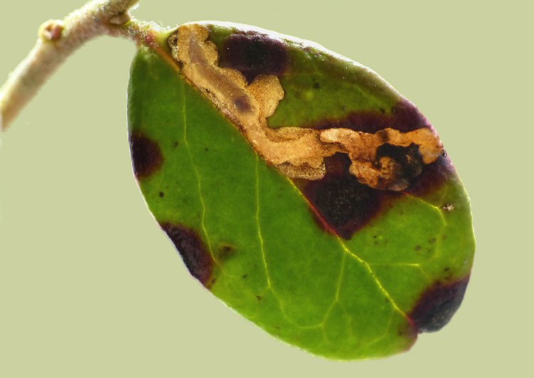 larva in mine