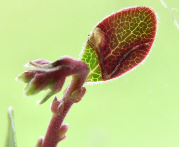 upper surface