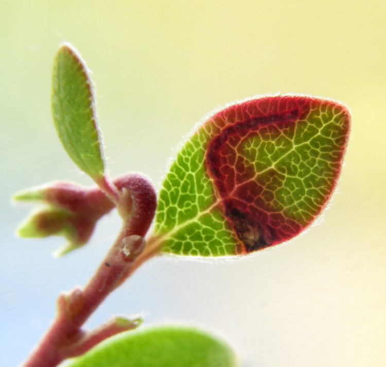 upper leaf surface