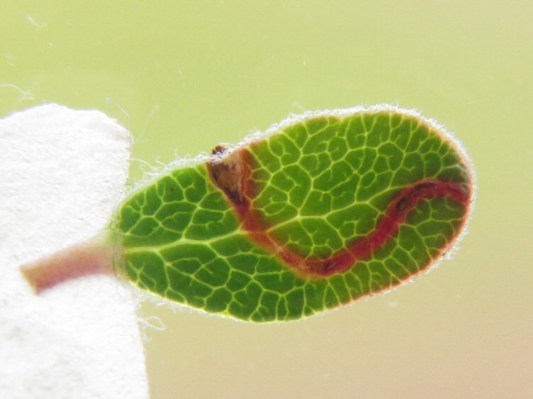 upper surface