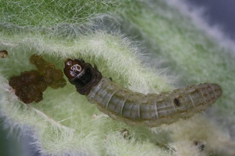 larva