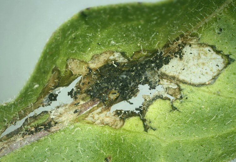 frass deposited in blotch