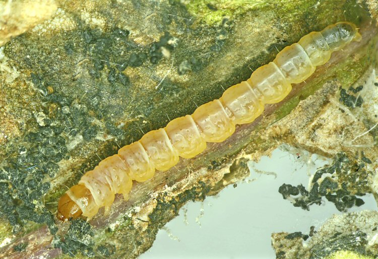 penultimate instar larva