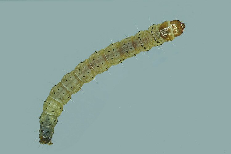 final instar larva dorsal 