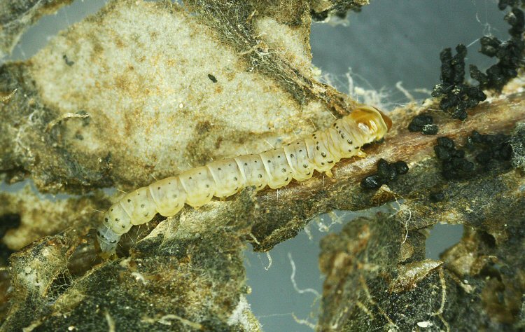 final instar lateral 