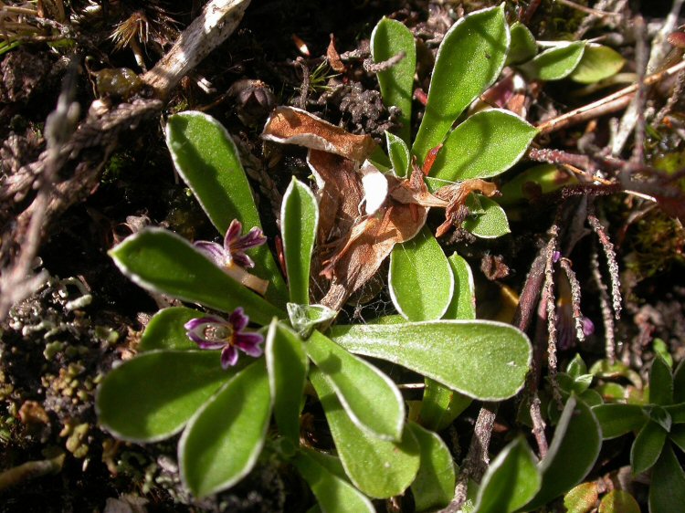 the mined leaves are spun together