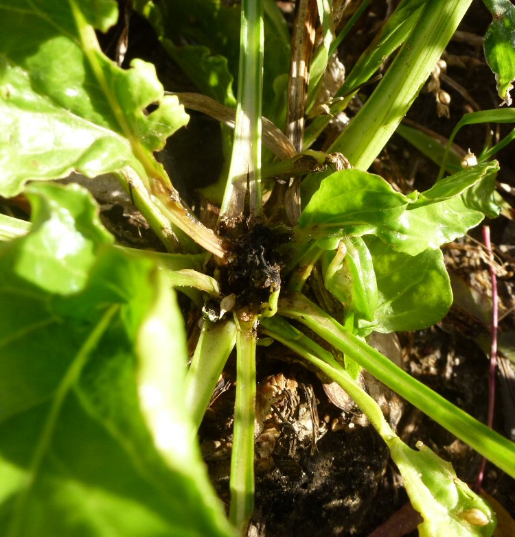 damage to root crown