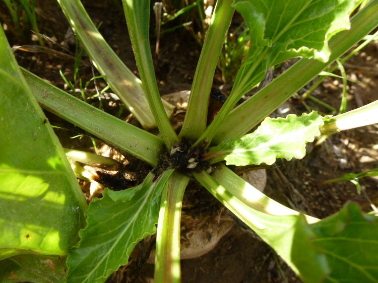 fees in roots and crown