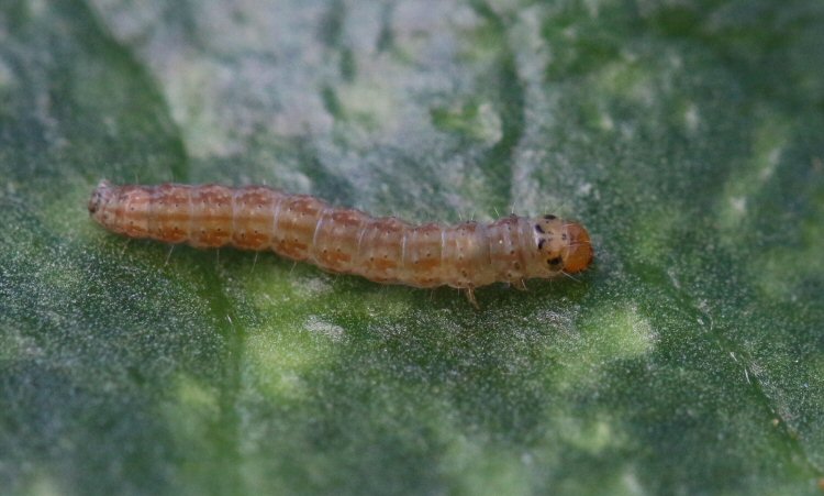 larva